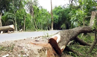 সড়কের গাছ কাটতে নিতে হবে অনুমতি 