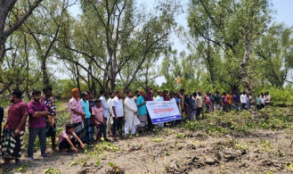 শ্যামনগরে নদীর চরের গাছ রক্ষায় আন্দোলন, বন্ধ হলো নিধন