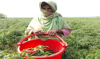 তিস্তার চরাঞ্চলে বাম্পার ফলন, তবুও কৃষকের হাহাকার