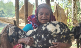 জিন্না বেগমের ছাগল পালনের সংগ্রামী গল্প 