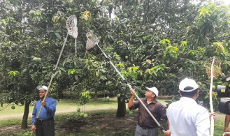 সাতক্ষীরায় সরকারিভাবে আম সংগ্রহের উদ্বোধন 