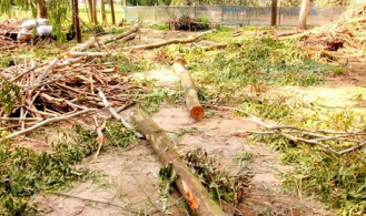 প্রশাসনের নিষেধ স্বত্ত্বেও ঠাকুরগাঁওয়ে ওয়াকফ স্টেটের গাছ চুরি 