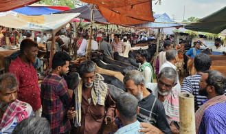 জমজমাট ঈশ্বরদীর গরুর হাট, ক্রেতার চেয়ে দর্শনার্থী বেশি