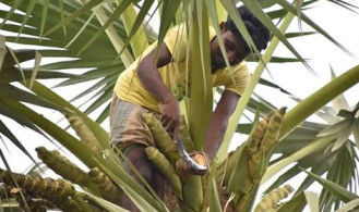 তাল গাছ থেকে পড়ে তাঁতীদলের নেতা সাবেক ইউপি সদস্যের মৃত্যু