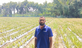 ফরিদপুরে ৮ বিঘা জমিতে আনারস চাষ করে তাক লাগিয়ে দিলেন কৃষক মিলন