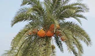 গাছেই নষ্ট হচ্ছে একসময়ের জনপ্রিয় দেশি খেজুর 