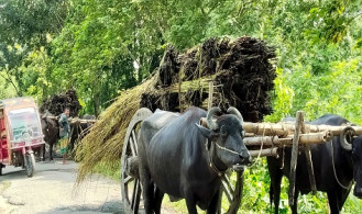 খাল-বিলে পানি নেই, পাট পচাতে বিপাকে ঈশ্বরদীর কৃষক