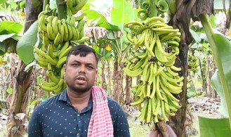 ৭০০ কলাগাছে কীটনাশক স্প্রে, ৪ লাখ টাকার ক্ষতি 