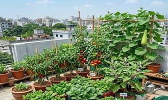 শহরে যেভাবে গড়ে তুলবেন সবুজ ছাদবাগান