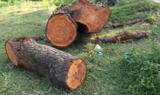 নদীর পাড় থেকে গাছ কেটে নেওয়ার অভিযোগ মাদ্রাসা সুপার ও সভাপতির বিরুদ্ধে