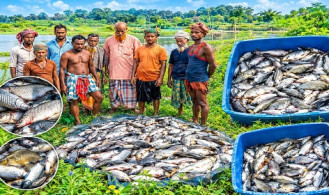 বাগেরহাটে মৎস্য ঘেরে বিষ, ৬ লাখ টাকার মাছ নিধন