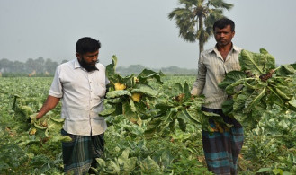 আগাম ফুলকপিতে পচন, মাঠেই নষ্ট হচ্ছে কৃষকের স্বপ্ন