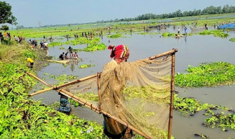 বুড়ির বাঁধে মাছ শিকার উৎসবে মেতেছে ঠাকুরগাঁওবাসী