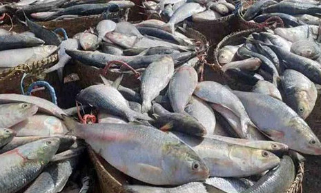 ভারতে ইলিশ রপ্তানির অনুমতি পেল ৩৭ প্রতিষ্ঠান