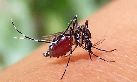 ডেঙ্গুতে পাঁচজনের মৃত্যু, হাসপাতালে ৯৫৩ জন