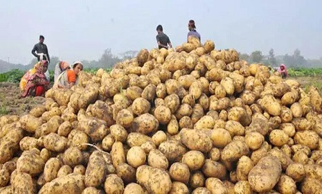 আলুর উদ্বৃত্ত সমস্যা সমাধানে আন্তর্জাতিক প্রদর্শনী ডিসেম্বরে