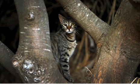 নিউজিল্যান্ডে বন্য বিড়াল নিধনে আইন প্রণয়ন