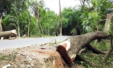 সড়কের গাছ কাটতে নিতে হবে অনুমতি 