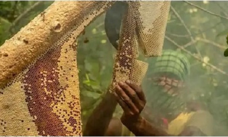 পহেলা এপ্রিল থেকে সুন্দরবনে মধু আহরণ শুরু