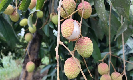 দিনাজপুরে লিচুর ফলনে চরম বিপর্যয়
