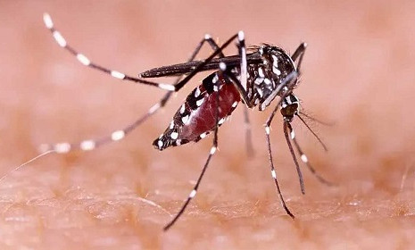 একদিনে ডেঙ্গুতে প্রাণ গেল ১০ জনের