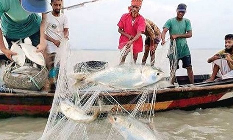 মধ্যরাতে শুরু হচ্ছে জাটকা শিকারে ৮ মাসের নিষেধাজ্ঞা