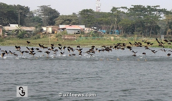 অতিথি পাখি : লক্ষ্মীপুর প্রতিনিধি