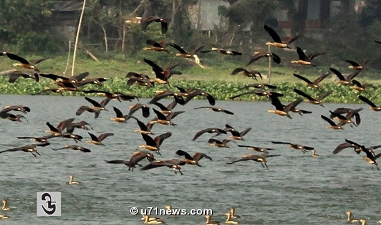 অতিথি পাখি : লক্ষ্মীপুর প্রতিনিধি