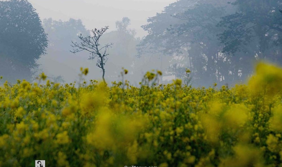 গালা ইউনিয়ন, টাঙ্গাইল। ছবিটি তুলেছেন পুলক সিকদার।