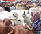দেশে কোরবানিযোগ্য পশু ১ কোটি সাড়ে ২৪ লাখ 