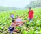 নগরকান্দায় কুমার নদের কচুরিপানা পরিষ্কার জনতার উচ্ছ্বাস
