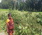 কালিগঞ্জে  হিন্দু সম্পত্তি জবরদখলের মহোৎসব, পুলিশের ভূমিকা প্রশ্নবিদ্ধ