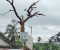 নড়াইলে পাখির আবাসস্থল নষ্ট করার অভিযোগে ব্যবসায়ীকে জরিমানা 