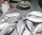 সরবরাহ কম, চড়া দামে নাগালের বাইরে ইলিশ