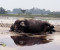 কুড়িগ্রামে নদীর স্রোতে ভেসে এলো মৃত গন্ডার