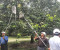 সাতক্ষীরায় সরকারিভাবে আম সংগ্রহের উদ্বোধন 