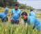 কাপাসিয়ায় কৃষকের ধান কেটে দিলেন এমপি সালাহউদ্দিন