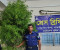 শ্যামনগরে ১০ ফুট লম্বা একটি গাঁজা গাছ জব্দ