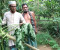 কাপাসিয়ায় পেঁপে, মাল্টা ও আনারস গাছ কেটে ফেলেছে দুর্বৃত্তরা