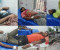 স্কুলের পরিত্যক্ত ভবন ভাঙার সময় ছাদ ধসে ৬ শ্রমিক আহত