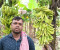 ৭০০ কলাগাছে কীটনাশক স্প্রে, ৪ লাখ টাকার ক্ষতি 