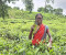 ২ হাজার চা-শ্রমিক ও পরিবারের দৃষ্টিসেবায় ব্র্যাক ব্যাংক ও ভিশনস্প্রিং