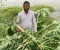সাতক্ষীরায় জামায়াত নেতার নেতৃত্বে ঘের লুটপাট, ১০ লাখ টাকার ক্ষতি