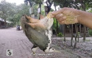 ফরিদপুরে পাখি শিকার : ছবি, সঞ্জিব দাস