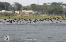 অতিথি পাখি : লক্ষ্মীপুর প্রতিনিধি