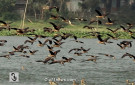 অতিথি পাখি : লক্ষ্মীপুর প্রতিনিধি